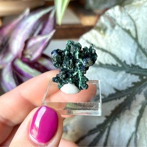 💙Milpillas Mine Malachite after Azurite Crystal Specimen💙